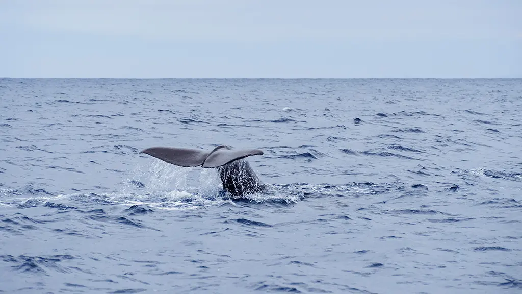 Illustration d'une baleine (Source : Envato)