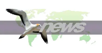 news, headline, breaking news, newspaper, journalism, media, press, microphone, TV