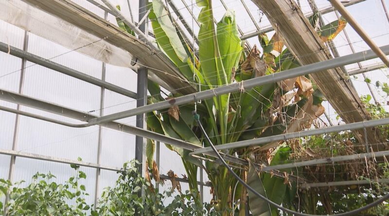 Bananiers et oliviers, le pari audacieux de cultivateurs romands