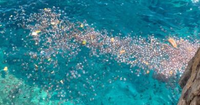 Bancs de méduse en Haute-Corse : pourquoi sont-elles aussi nombreuses et comment réagir en cas de piqûre ?