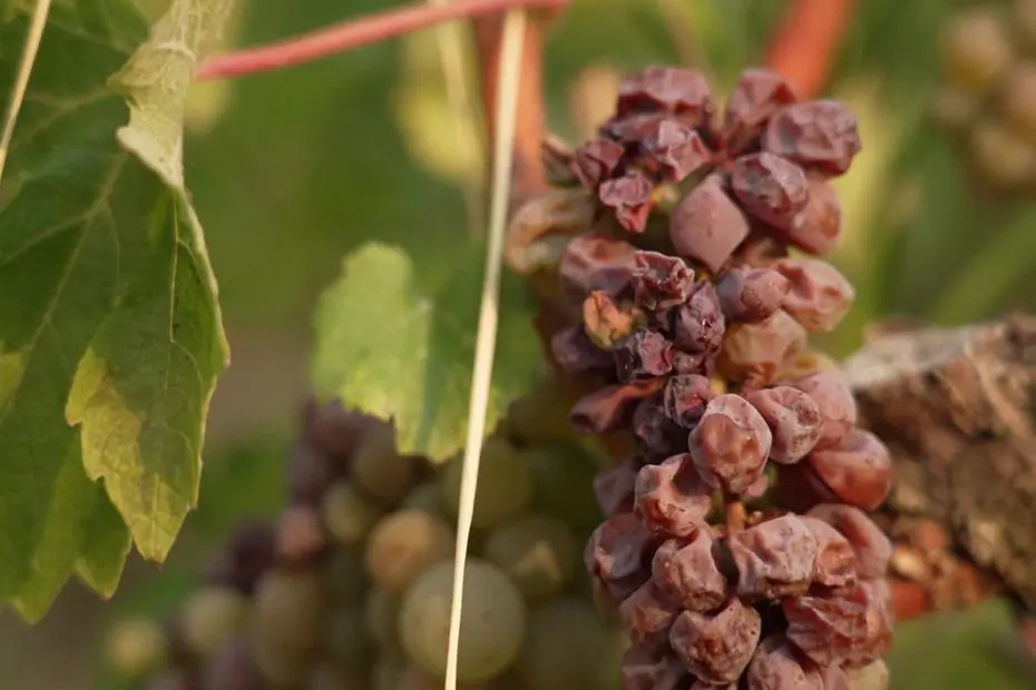 "Beaucoup plus de qualité" : vendanges précoces, degrés d'alcool plus élevés : avec les chaleurs, les vins blancs de Bordeaux se transforment