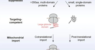 Biochemists uncover new rules of mitochondrial protein import