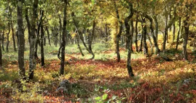 Biodiversité : pourquoi ce mot est souvent mal compris