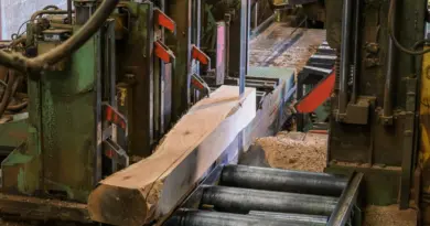 Bourgogne-Franche-Comté. Santé des forêts : le chêne reste en bon état général