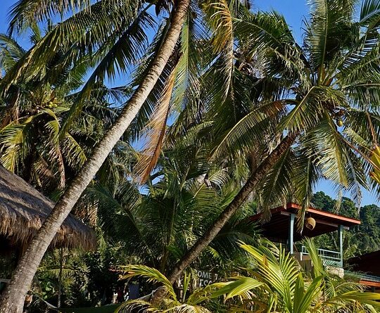 Guadeloupe, Basse-Terre, Pointe-à-Pitre, volcano, beach, palm, waterfall, Creole, island
