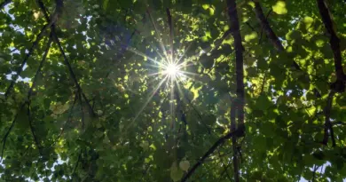 CARTE Canicule : près de 43 °C enregistrés ce mardi, voici les températures records mesurées dans la région