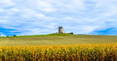 Normandie, Caen, Rouen, Mont-Saint-Michel, cliff, beach, cow, landscape, D-Day