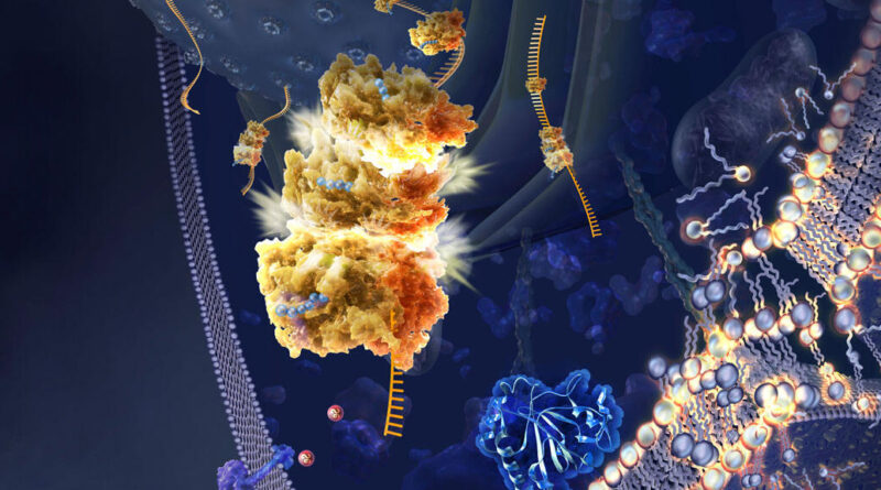 Illustration de la ferroptose © Nicolle R. Fuller / Science Photo Library