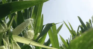 Canicule : les agriculteurs en première ligne