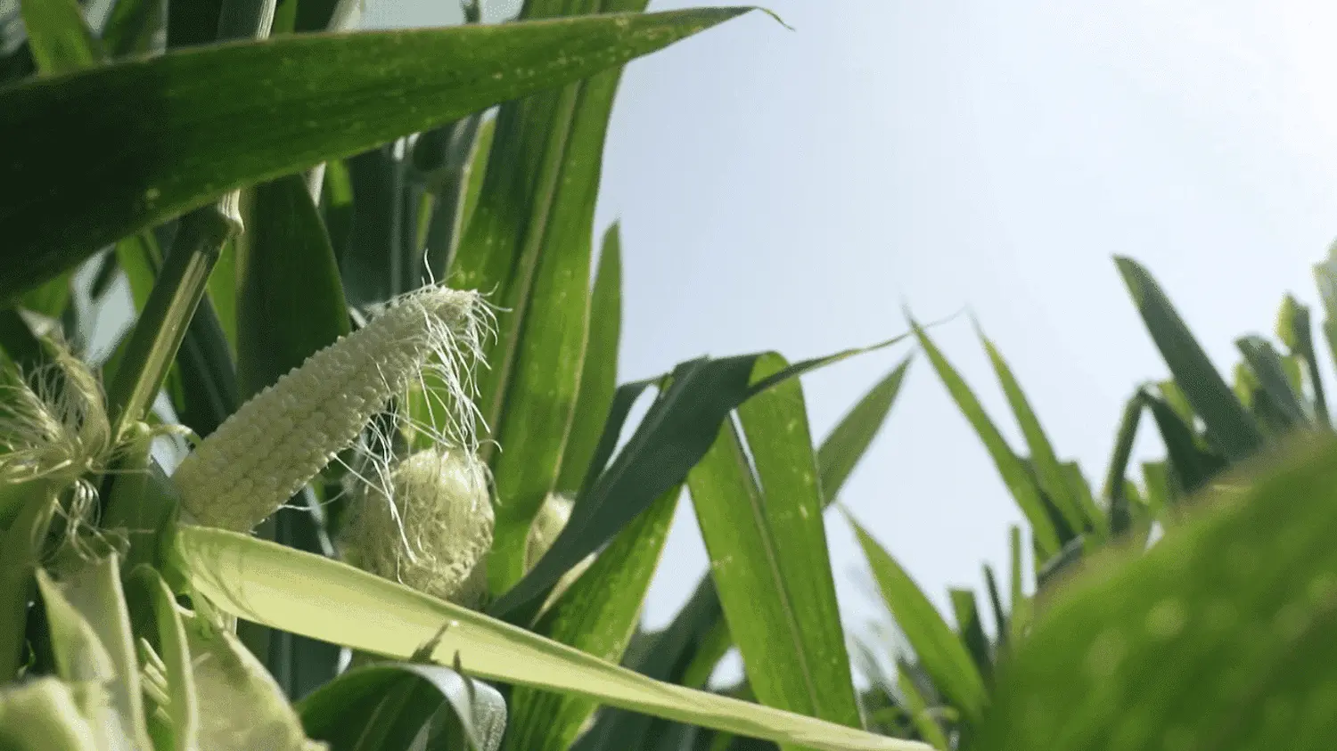 Canicule : les agriculteurs en première ligne