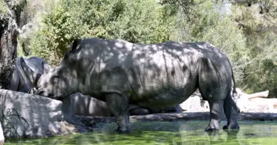 Canicule : sélection d’espèces, bassins, glaçons… comment le zoo de Montpellier s’adapte aux fortes chaleurs