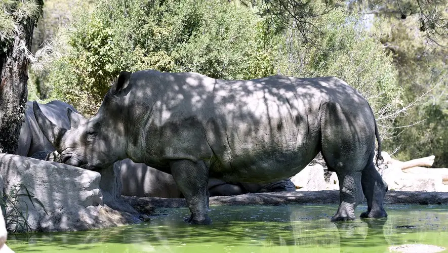Canicule : sélection d’espèces, bassins, glaçons… comment le zoo de Montpellier s’adapte aux fortes chaleurs