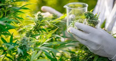 Cannabis légal : le Maroc en mission commerciale à Amsterdam