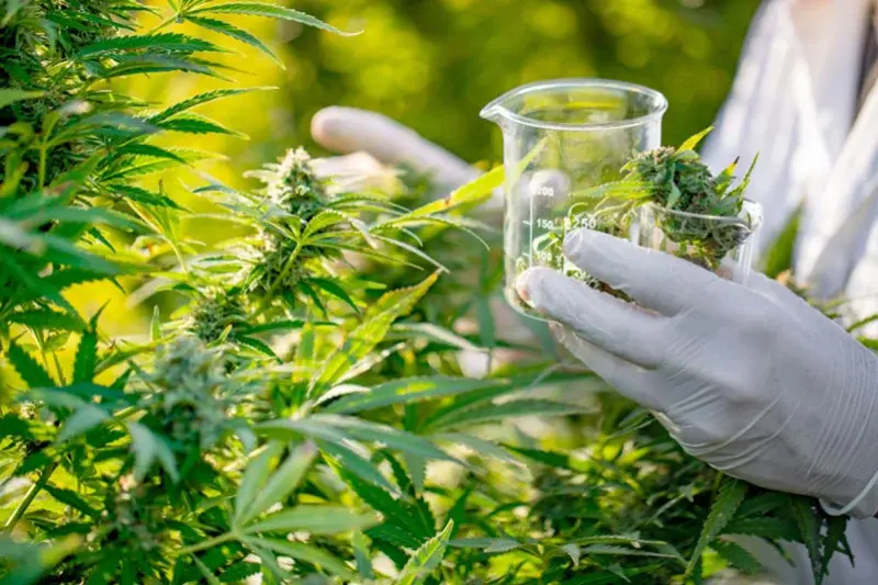 Cannabis légal : le Maroc en mission commerciale à Amsterdam