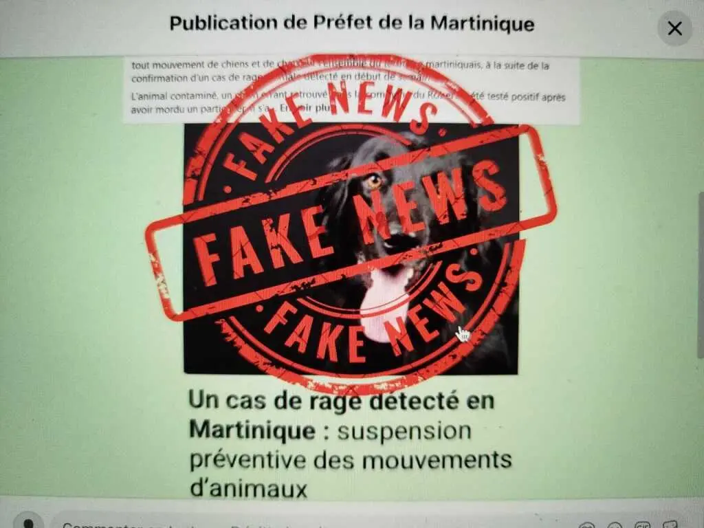 Cas de rage en Martinique : le préfet dément