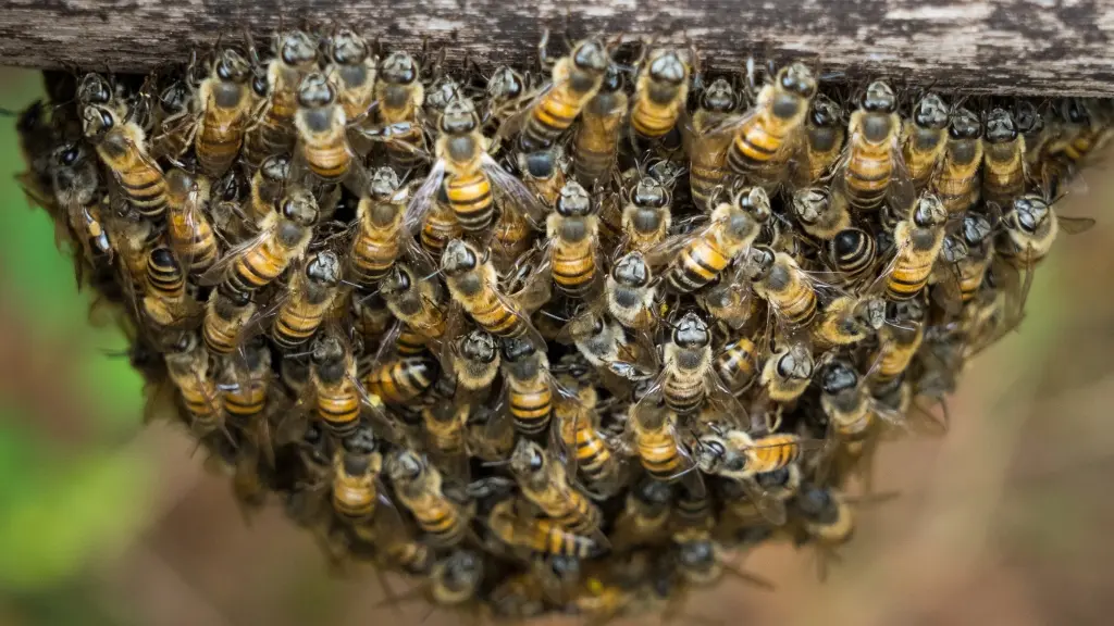 Cayenne : piqures d'abeilles devant le CHU