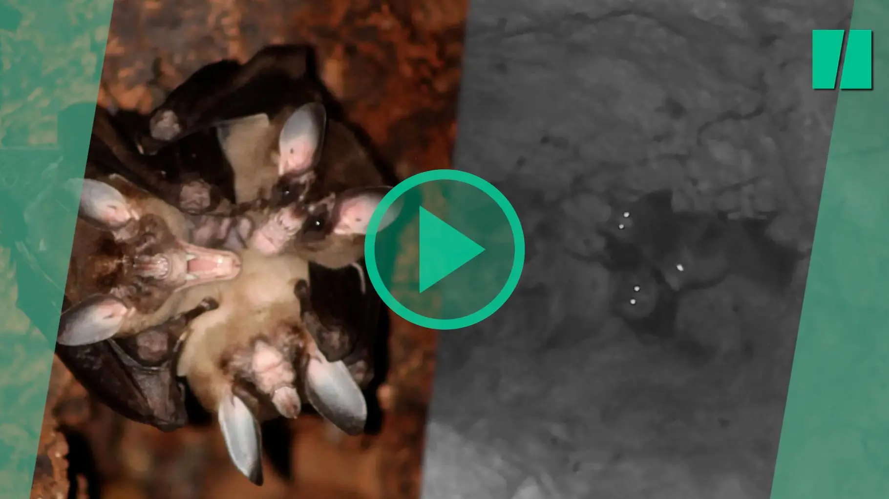 Ces grandes chauves-souris carnivores aiment aussi les câlins, d’après une étude