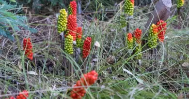 Ces plantes qui poussent peut-être dans votre jardin sont beaucoup plus dangereuses que vous ne le pensez !
