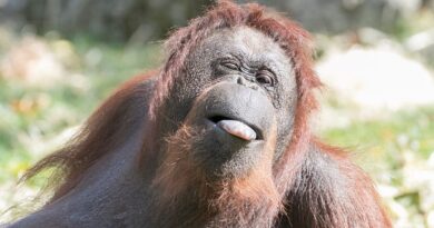 Cet été, tout ne s'est pas passé comme prévu pour nous à Beauval...  - ici