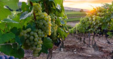 Champagne : zoom sur les cuvées parcellaires