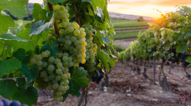 Champagne : zoom sur les cuvées parcellaires