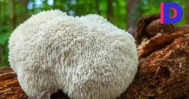 Champignons 'adaptogènes' : cordyceps, reishi, lion’s mane, chaga… quels sont leurs réels bienfaits pour la santé ? - RTBF Actus