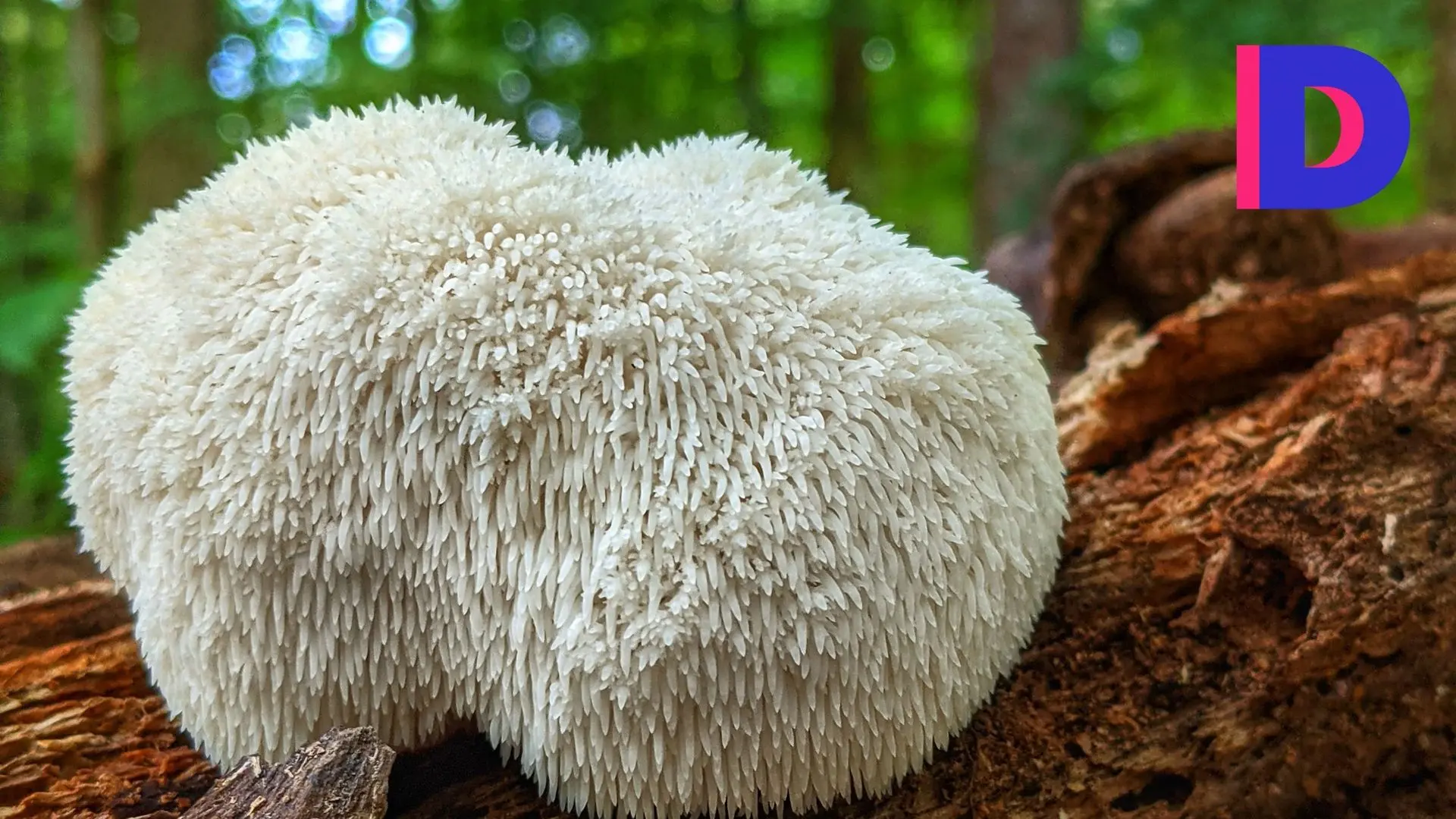 Champignons 'adaptogènes' : cordyceps, reishi, lion’s mane, chaga… quels sont leurs réels bienfaits pour la santé ? - RTBF Actus