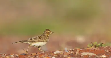 Changement de sexe des oiseaux : "C'est un problème de survie des espèces", alerte un ornithologue de la LPO