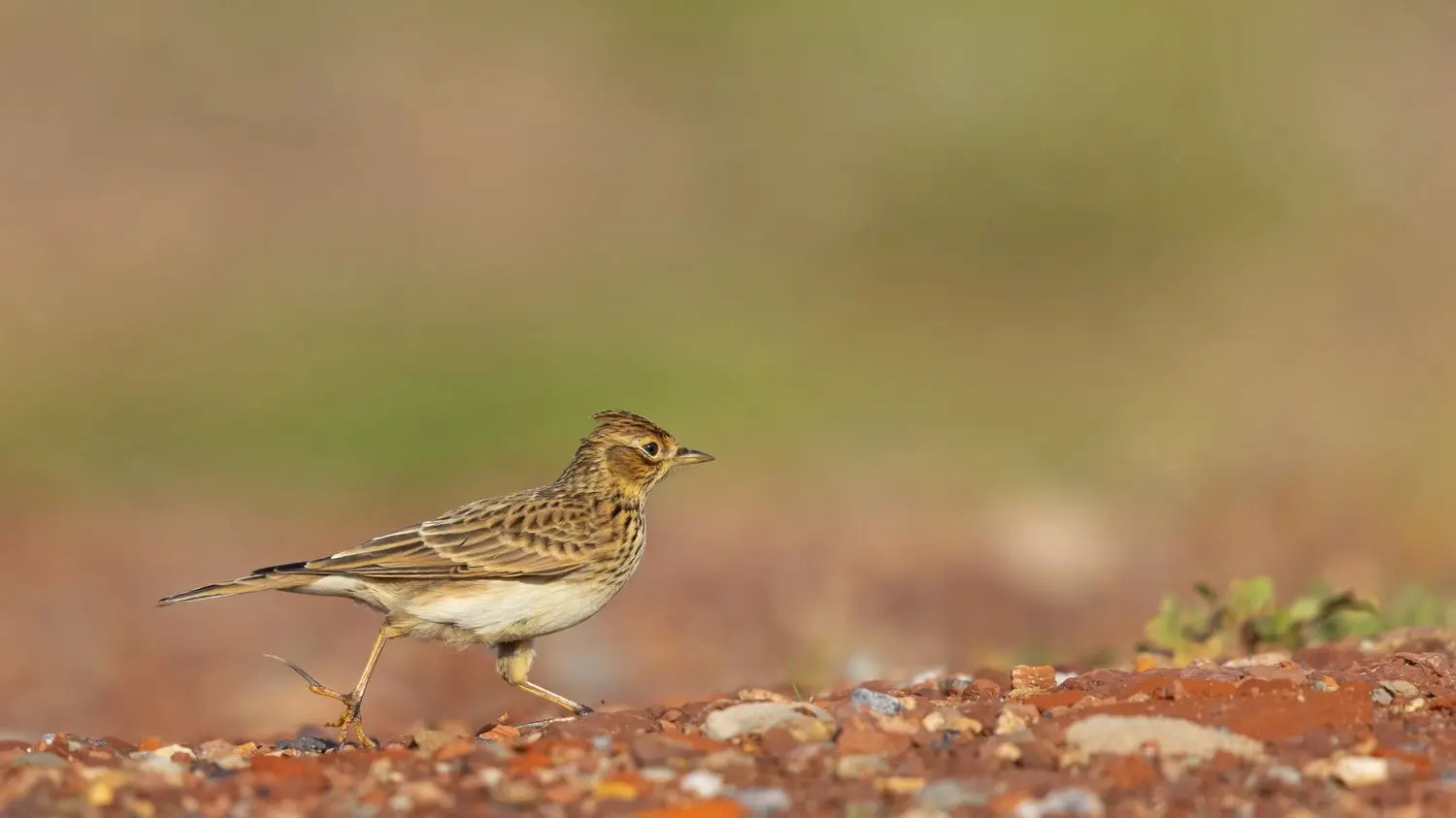 Changement de sexe des oiseaux : "C'est un problème de survie des espèces", alerte un ornithologue de la LPO