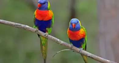 Changements de sexe chez les poissons, reptiles, oiseaux… : l’influence des activités humaines en question