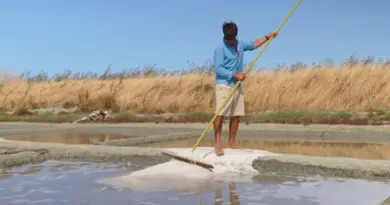 Charente-Maritime : les bienfaits de la fleur de sel, produit star de l'été sur l'île de Ré