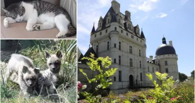 Château, naissances et solidarité : les trois actus positives de la semaine du 11 au 17 août dans l’Indre