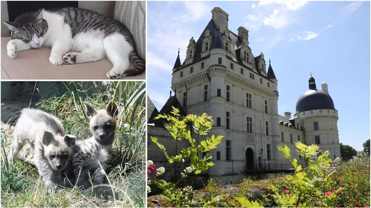 Château, naissances et solidarité : les trois actus positives de la semaine du 11 au 17 août dans l’Indre