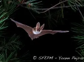 Chauve-souris à la Tour - Fanali di Senetosa