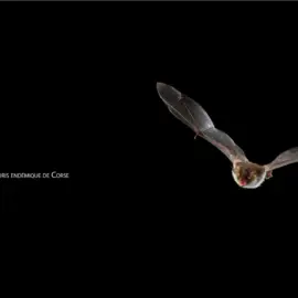 Chauves-souris Corse | Groupe chiroptères Corse