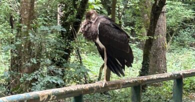 Cheval tué par un conducteur ivre, cigogne noire : c'est l'actu de la semaine en Seine-et-Marne