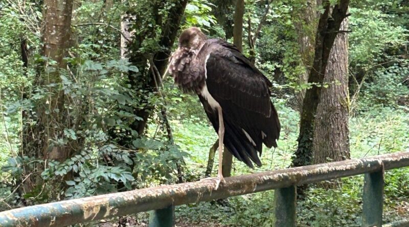 Cheval tué par un conducteur ivre, cigogne noire : c'est l'actu de la semaine en Seine-et-Marne