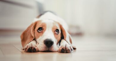 Chien seul à la maison : "Il faut qu'il puisse s'occuper de manière intéressante pour éviter l'ennui" - ici