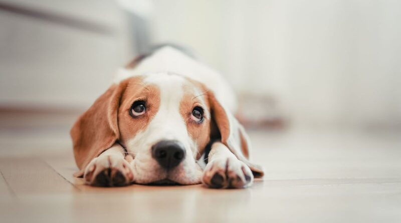 Chien seul à la maison : "Il faut qu'il puisse s'occuper de manière intéressante pour éviter l'ennui" - ici