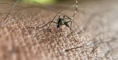 Chikungunya, dengue, West Nile... Les cas continuent à augmenter en France