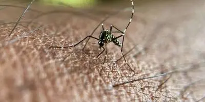 Chikungunya, dengue, West Nile... Les cas continuent à augmenter en France