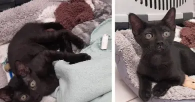 Cinq adorables chatons noirs cherchent leur famille pour la vie