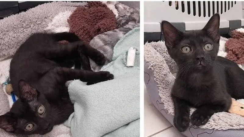 Cinq adorables chatons noirs cherchent leur famille pour la vie