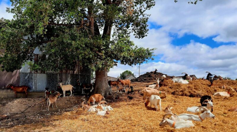 Comment concilier production laitière et bien-être animal réel ?  - ici