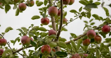 Comment planter son pommier