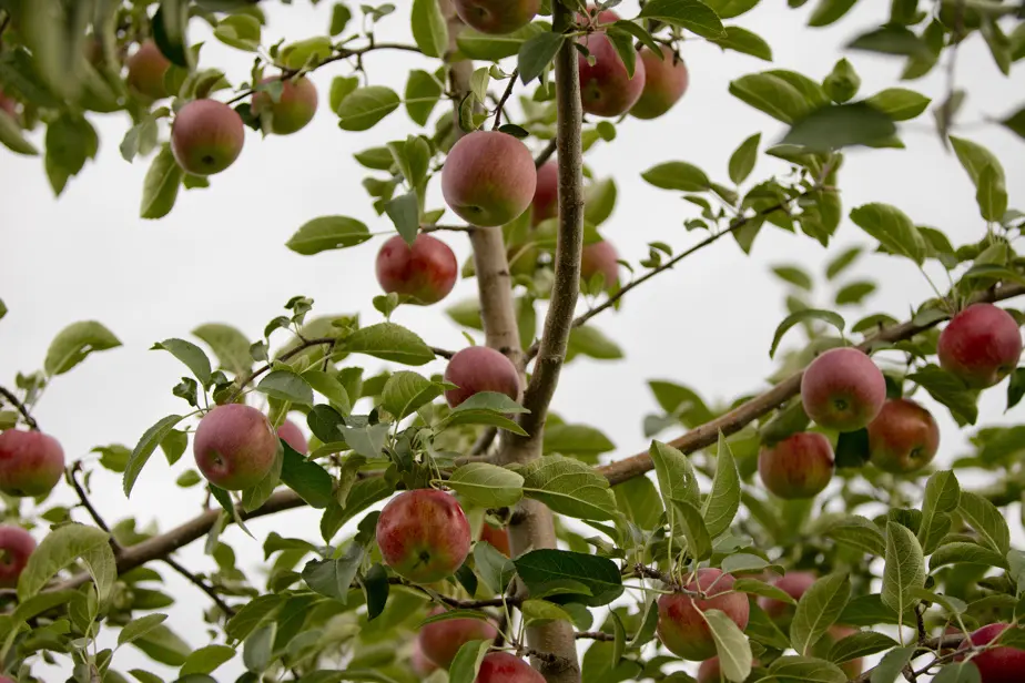 Comment planter son pommier