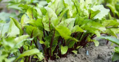 Comment réussir le semis des betteraves rouges ?