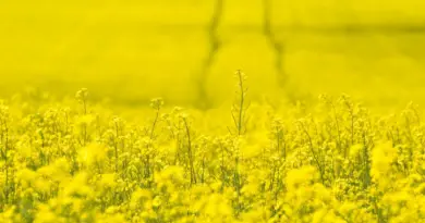 Conflit commercial: le canola canadien sous pression face aux taxes chinoises