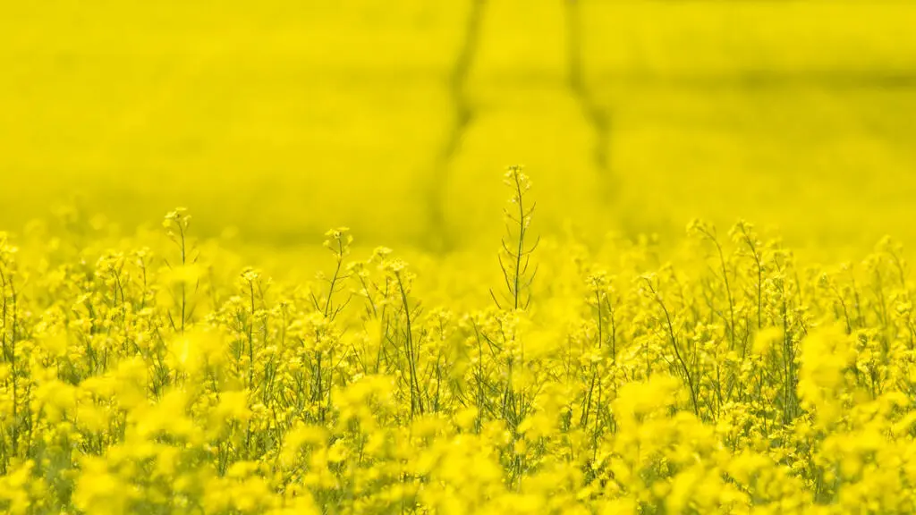 Conflit commercial: le canola canadien sous pression face aux taxes chinoises