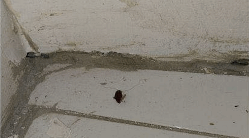 Contrôle sanitaire dans le Val-d'Oise : infestée de blattes, une boucherie fermée par le préfet